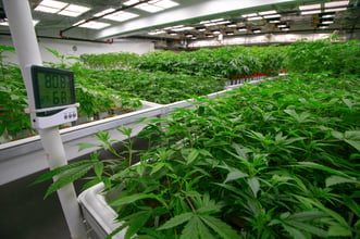 4 Tips for Retrofitting a Warehouse to Grow Cannabis
