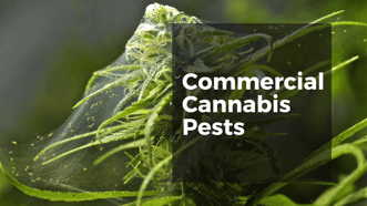 Commercial Cannabis Pests