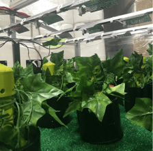 Cultivation Technologies Innovator urban-gro Launches Soleil Technologies; the Cannabis Industry’s First Line of IoT Solutions
