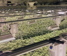 5 Ways Cultivation Facilities Benefit from Ag-Tech