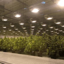 Commercial Horticulture Migrates to Cannabis