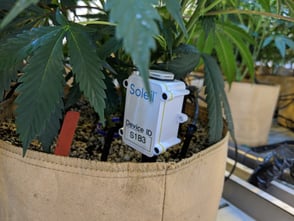 How Big Data Is Driving Precision Cannabis Cultivation