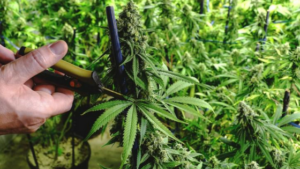 Cultivating Medicinal Cannabis