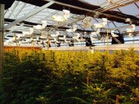 A greenhouse facility that urban-gro helped bring to operation.