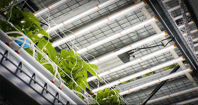LEDVeg_web3
