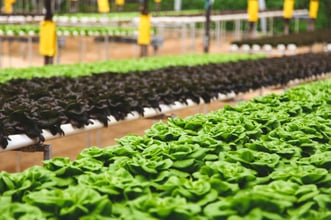 Insights into Competitively Growing CEA Produce