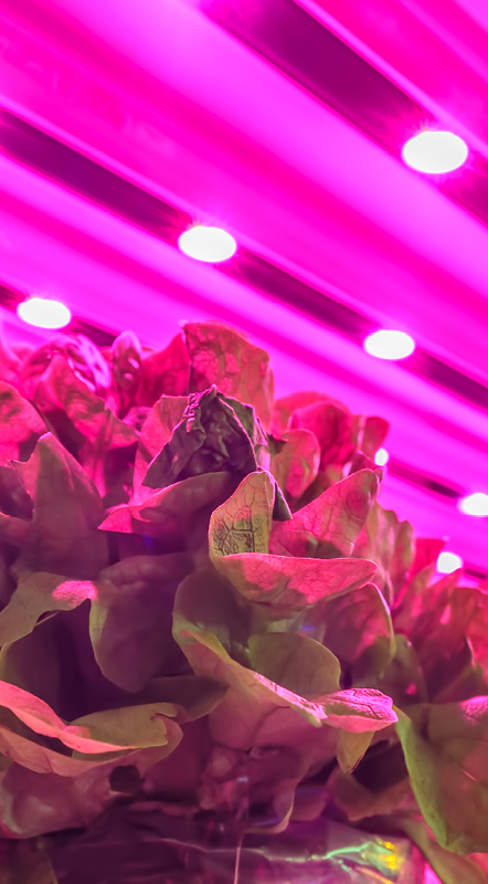 LettuceBlogCTA