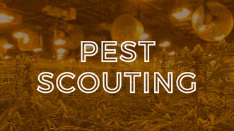Pest Scouting for Commercial Grow Facilities