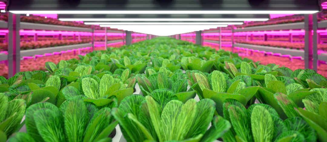 VegetablePlantRacks-1