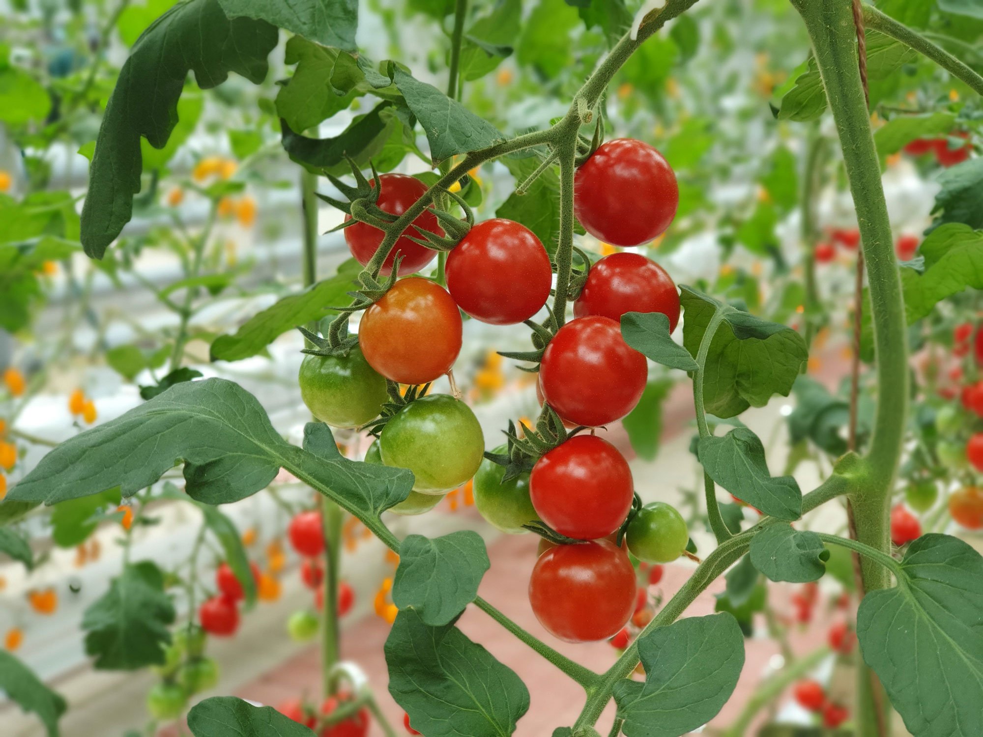 growing-crops-indoors