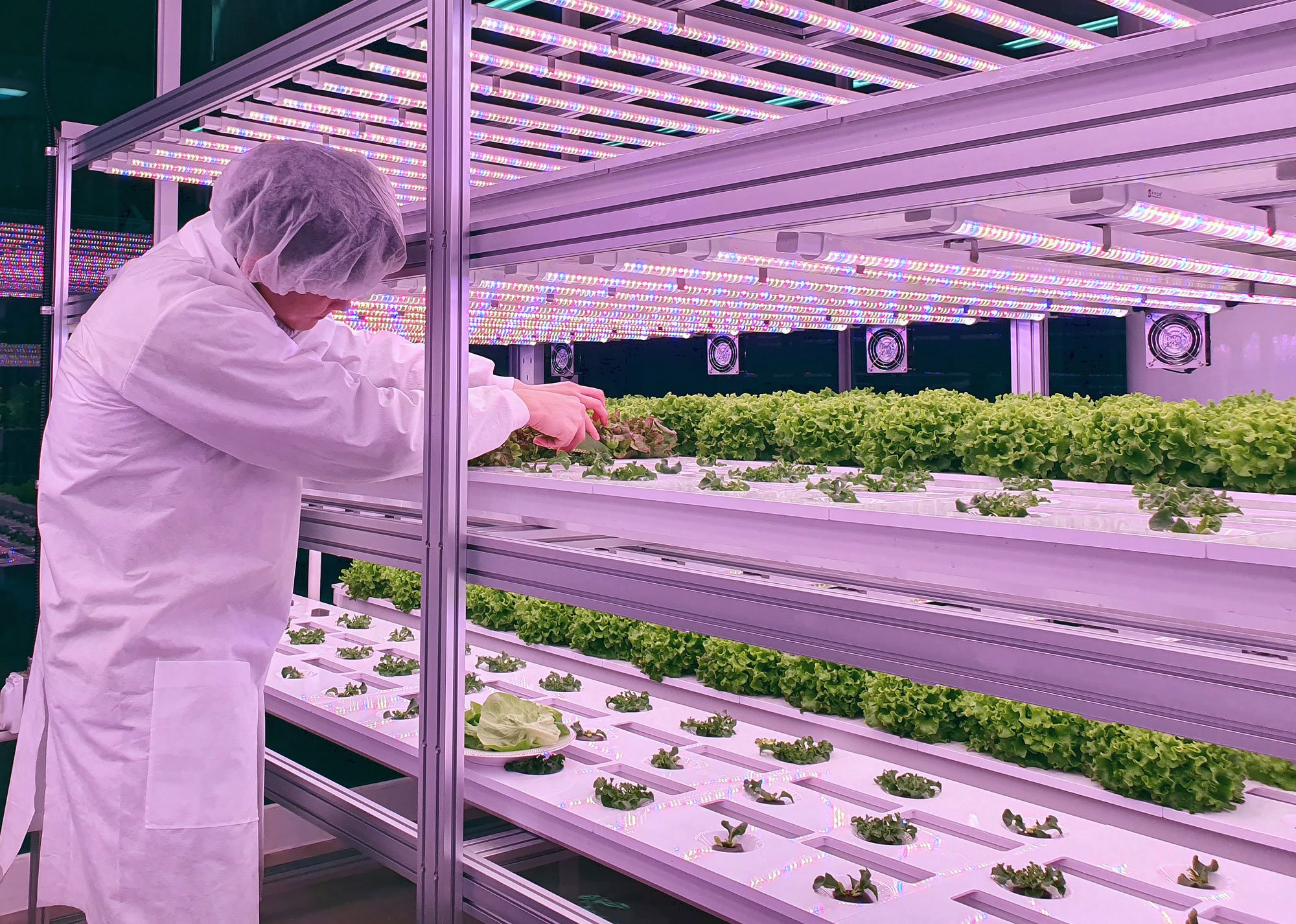 vertical-farm-researcher