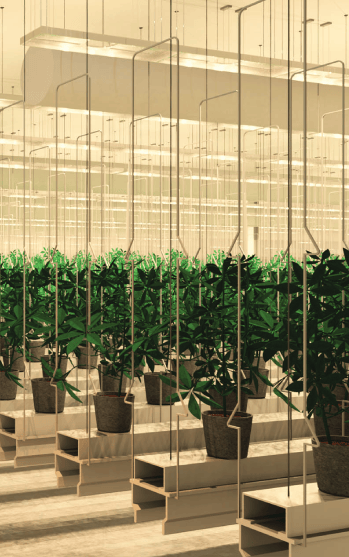 cannabis-cultivation-highlight_1