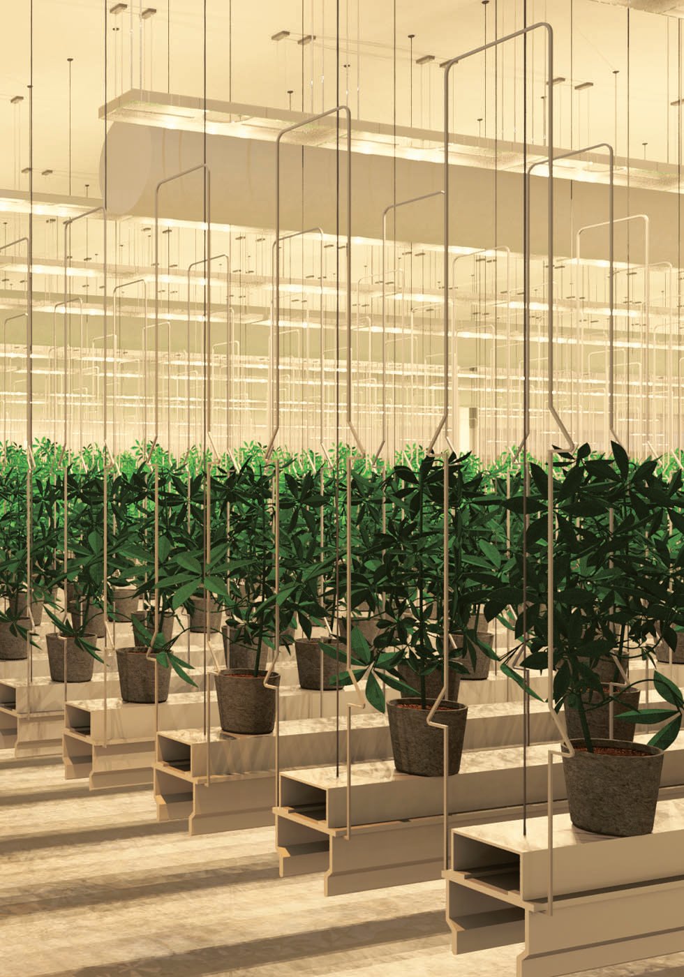 cannabis-cultivation-highlight