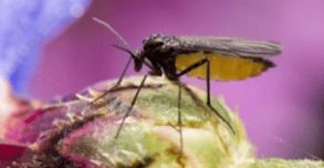 fungus gnat