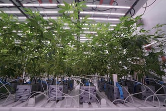 Three Ways to Plan for Profitable Cultivation