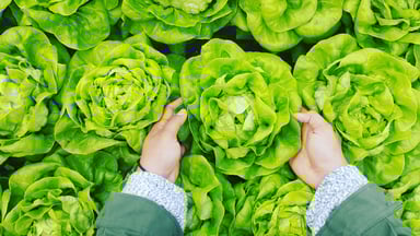 Growing Lettuce in an Indoor Commercial Environment