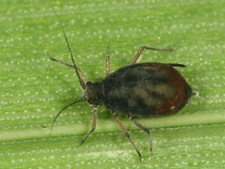 rice root aphid