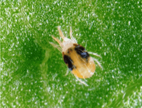 spider mite 2