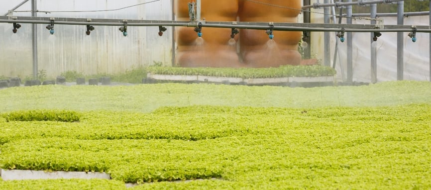 sprinkler-system-in-greenhouse-hall-with-young-seedlings-cropped