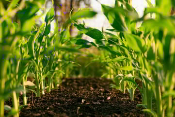 The Top 5 Most Common Cultivation Facility Design Mistakes