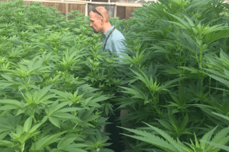 Organic Pesticide Inputs for Cannabis Cultivators