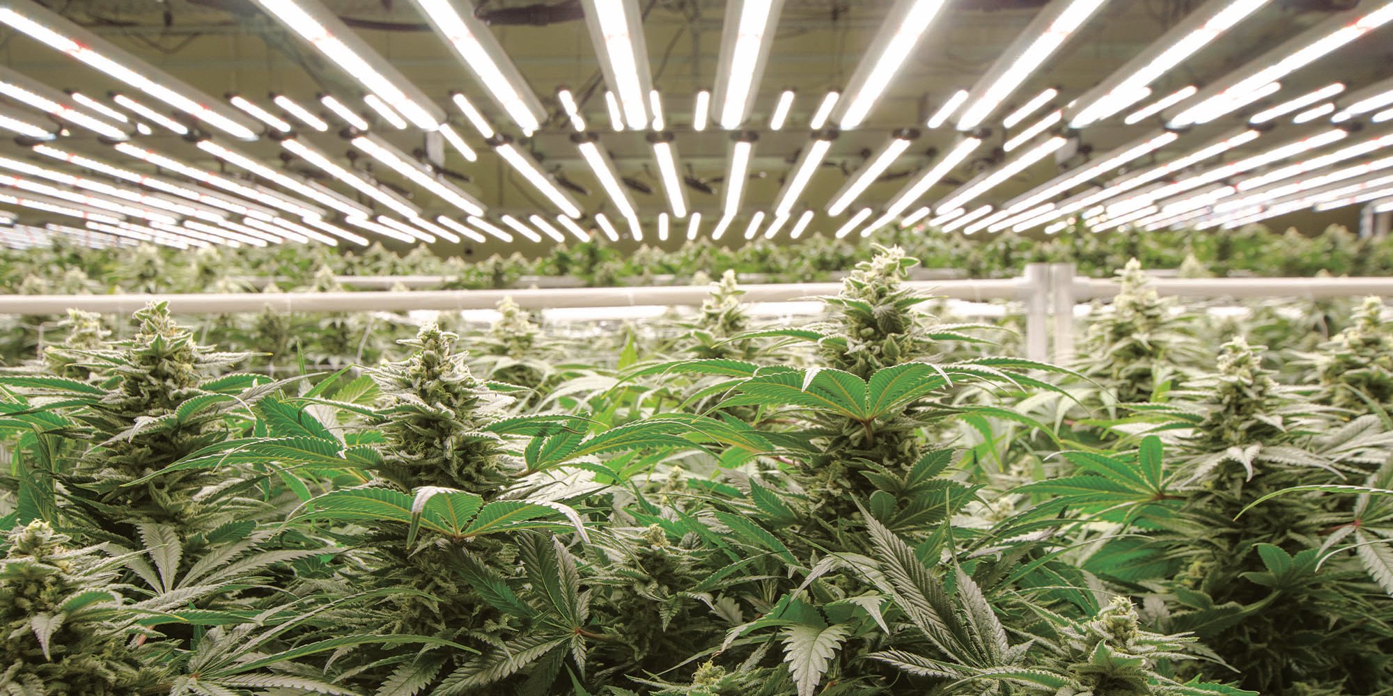 urban-gro-cannabis-cultivation-b