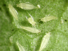 western flower thrips