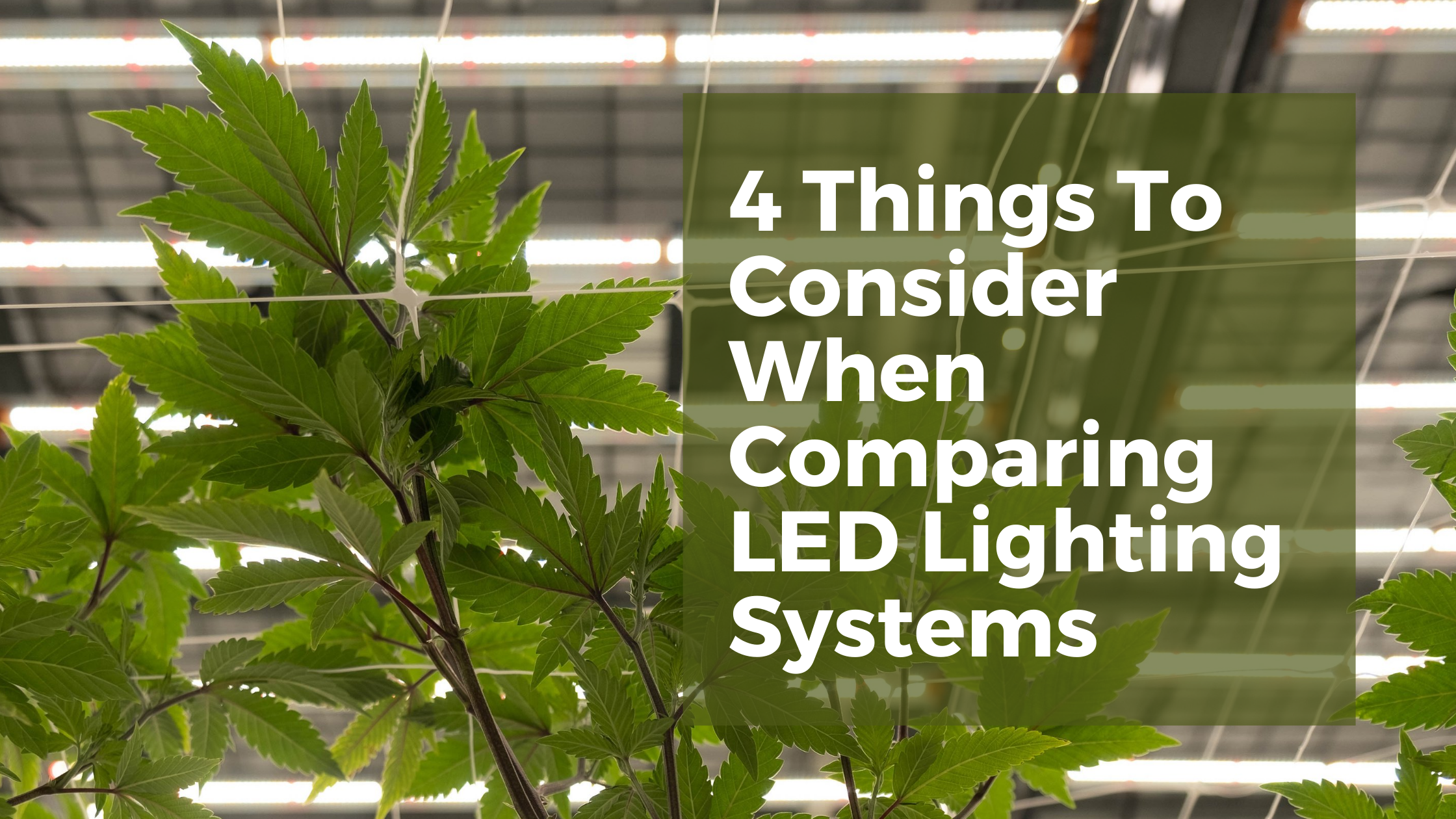 comparing light solutions cannabis and vertical farming