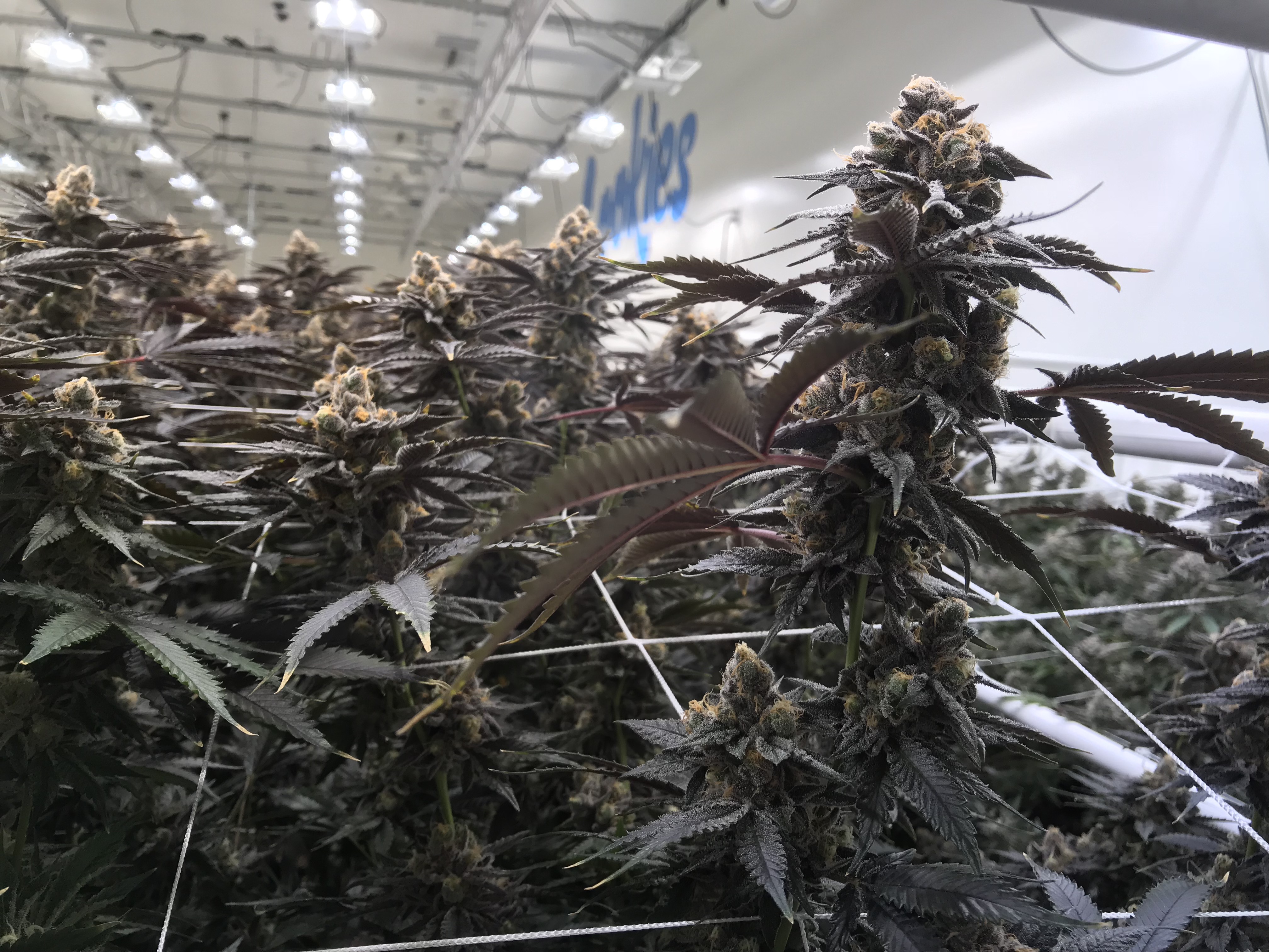 Cookies Focuses on Systems Integration and Crop Protection to Deliver Top Quality Flower