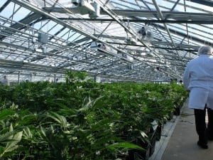 Tips to Optimize Cannabis Cultivation in Greenhouse Environments