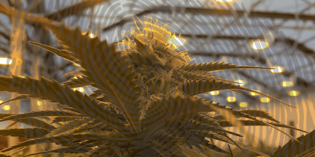 Fingerprint-Cannabis