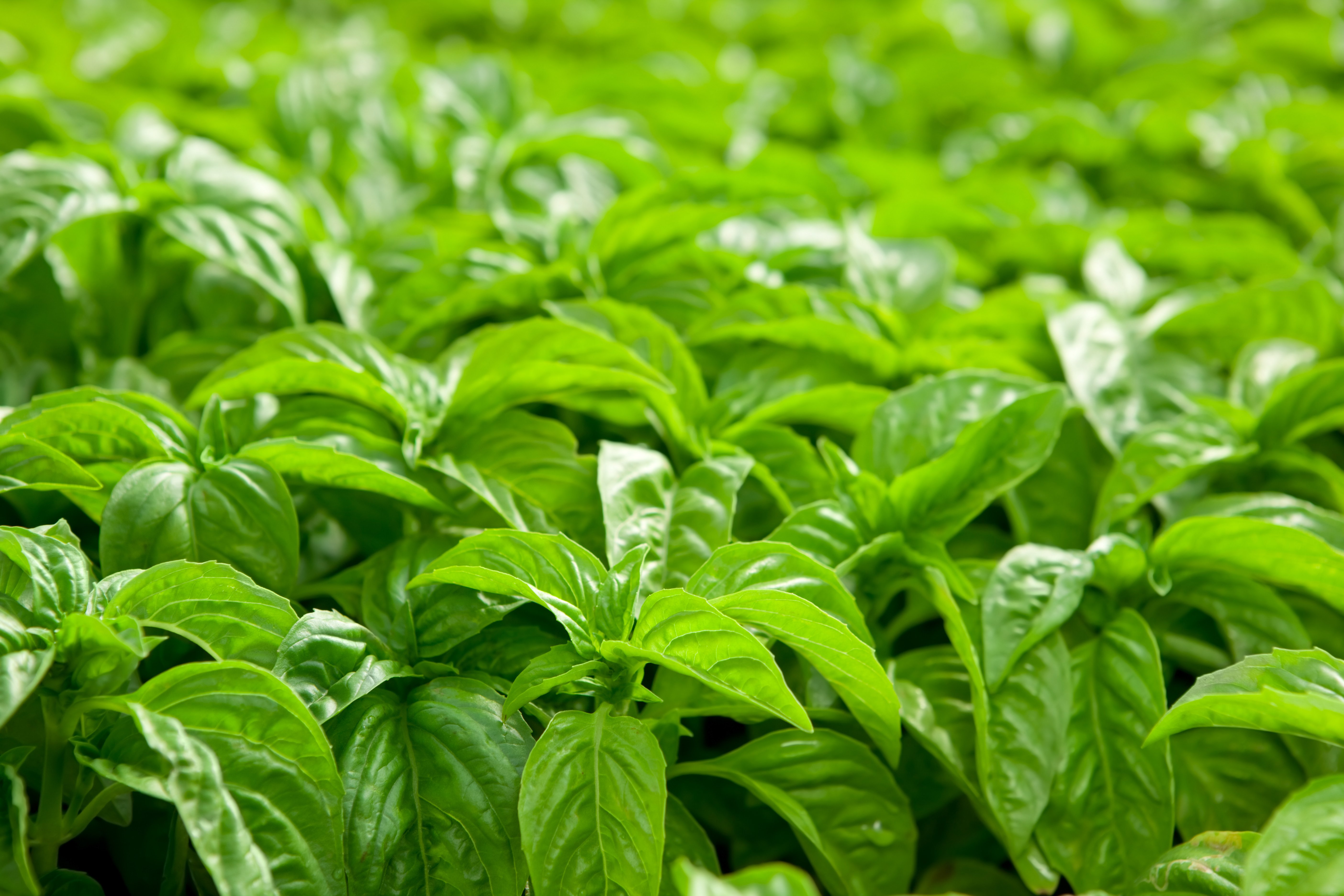 Complete Guide to Commercial Grow Facility Design