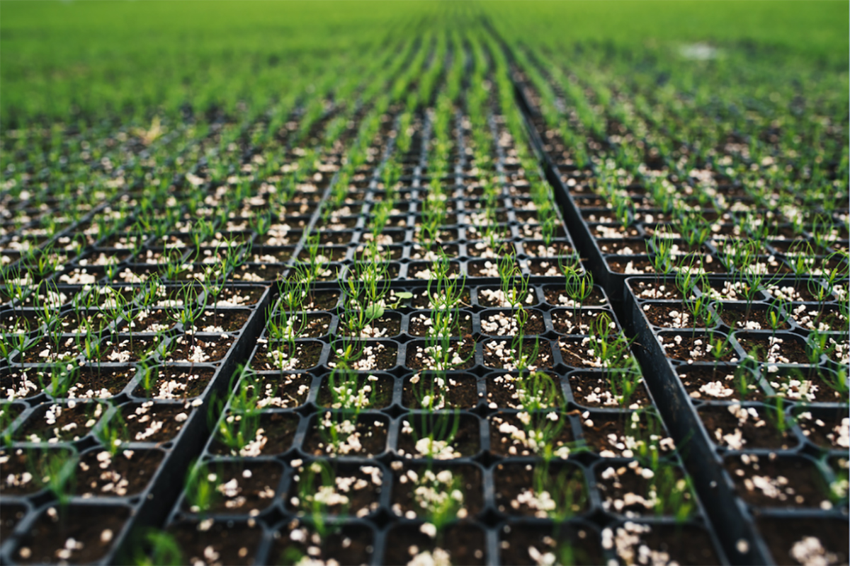 How Commercial Grow Facility Design Compares in the U.S. vs. Europe