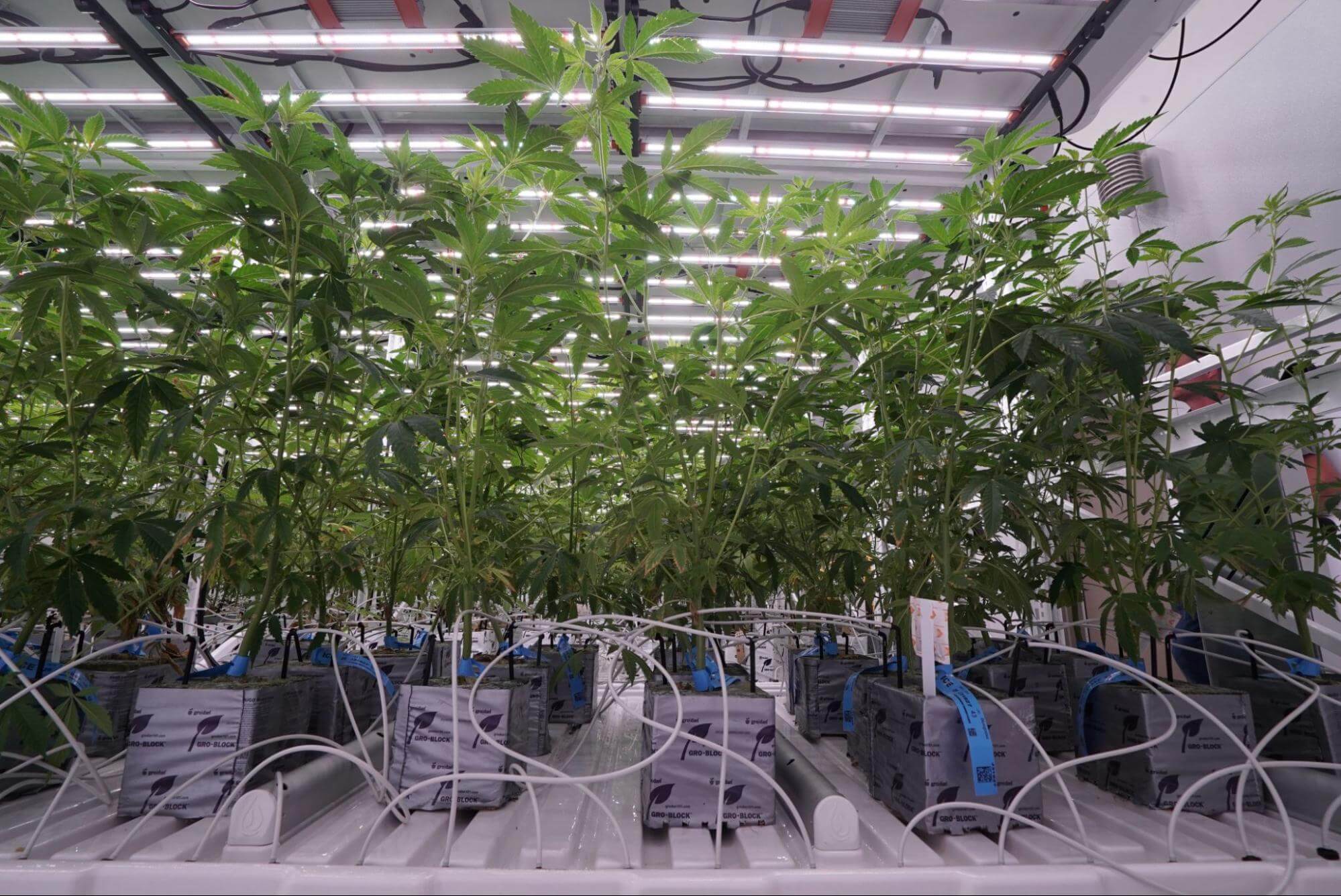 cannabis commercial grow facility