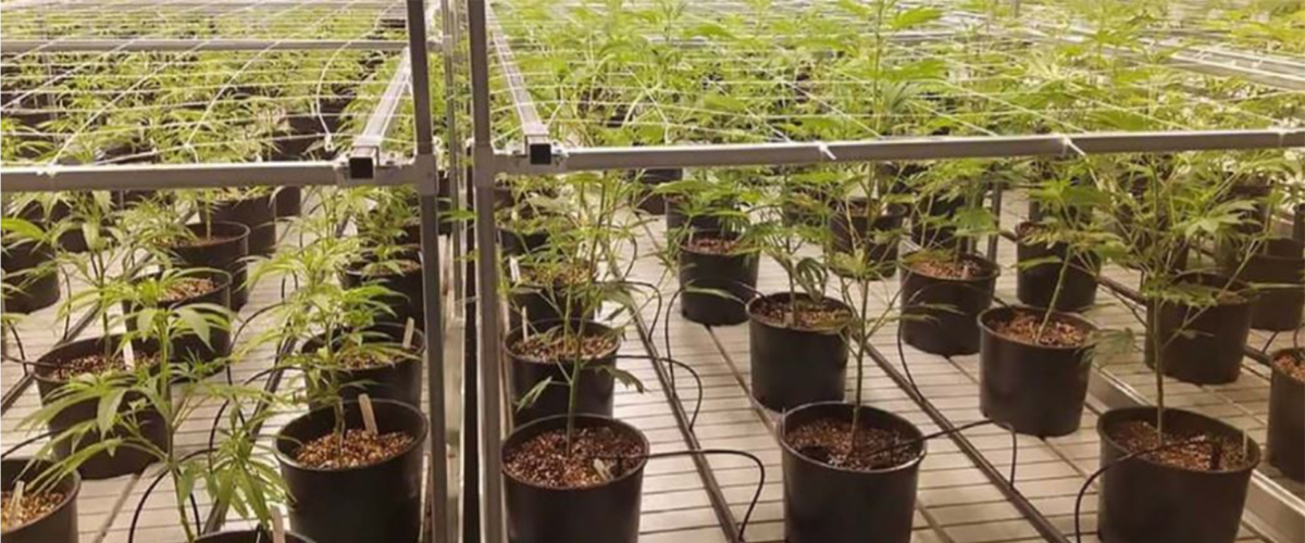 Designing Your Commercial Grow Facility to Maximize Production
